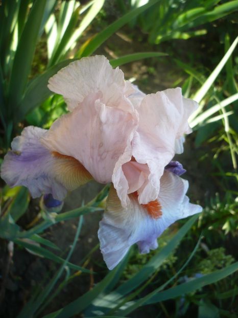 P1320551 - GRADINA 2017-1