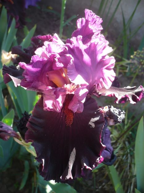 P1320558 - GRADINA 2017-1