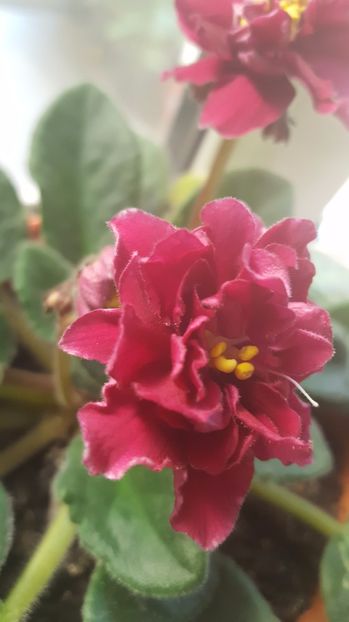  - Mai 2017