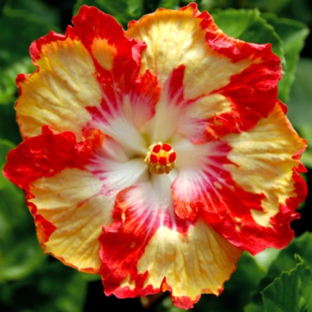Hibiscus - Bright Horizon seminte 3,50 bucata - HIBISCUS-seminte