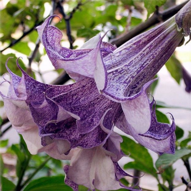 Datura - Brugmasia batuta- Aquamarine cu pigmentatie mova  seminte 3,50 bucata - Datura-Brugmasia