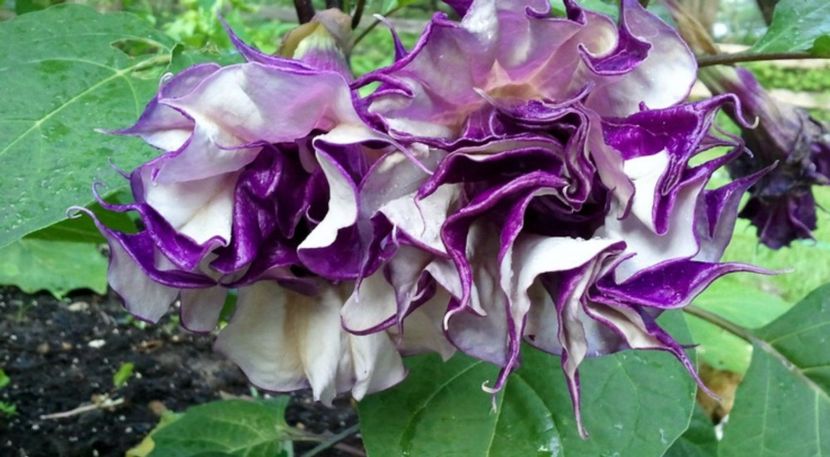 Datura - Brugmasia batuta- mov  cu mov  seminte 3,50 bucata - Datura-Brugmasia