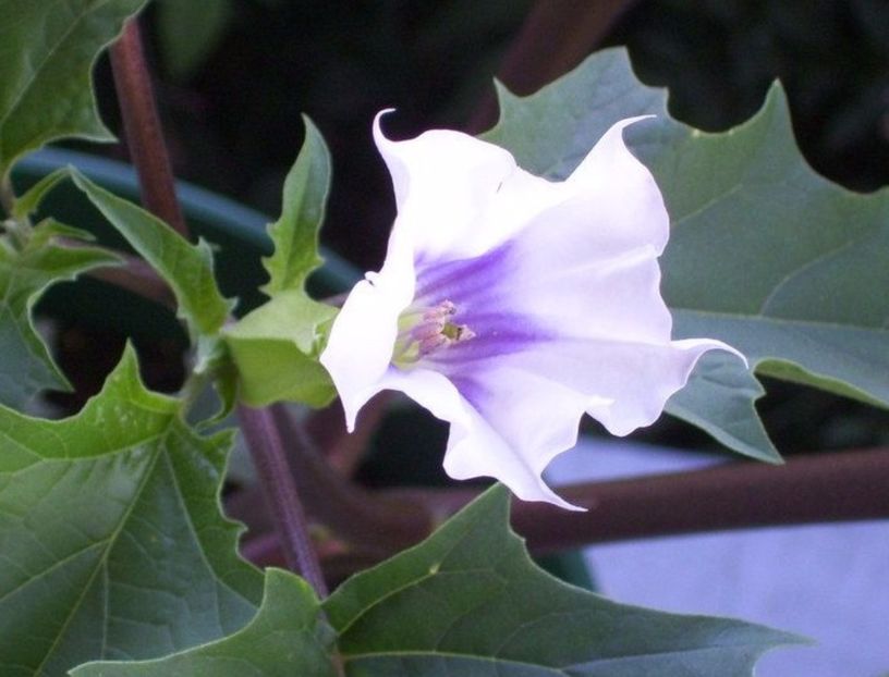 Datura-Brugmansia-Angel Summer Dream angels Trumpets degrade alb cu albastru 3.50 saminta - Datura-Brugmasia