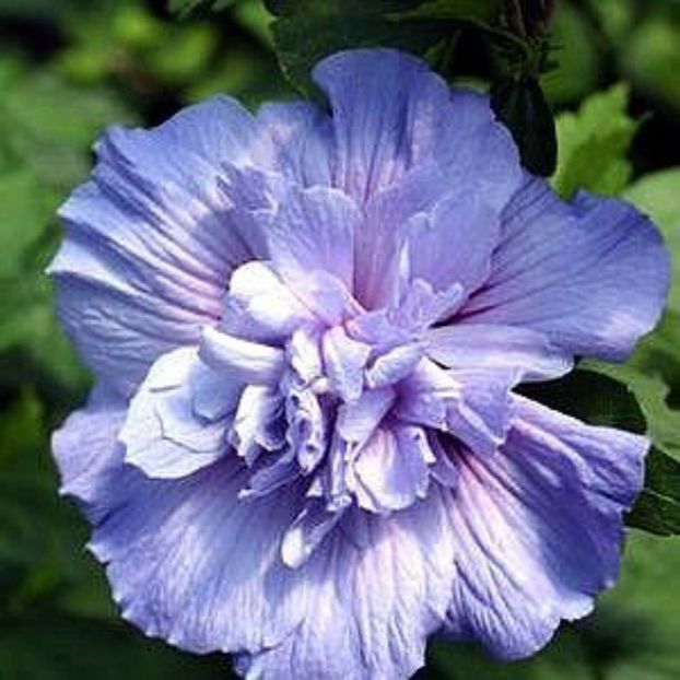 Hibiscus - Blue Chiffon floare dubla seminte 3,50 bucata - HIBISCUS-seminte