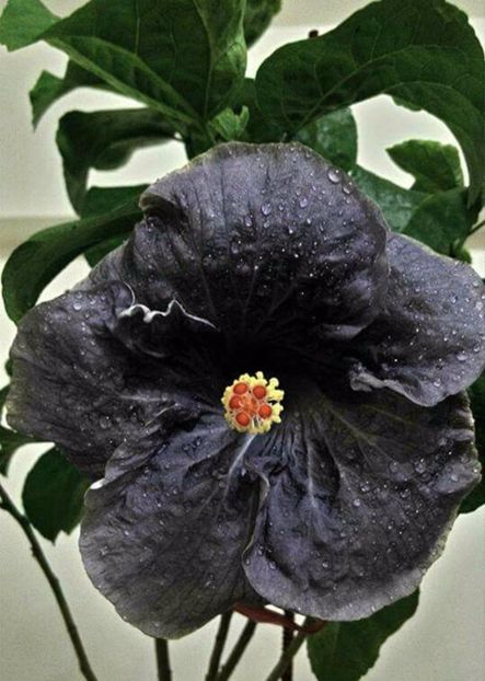 Hibiscus Darkest Night - seminte 3.50 bucata - HIBISCUS-seminte