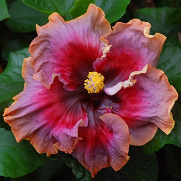Hibiscus - Hollywood Starlet seminte 3.50 bucata - HIBISCUS-seminte