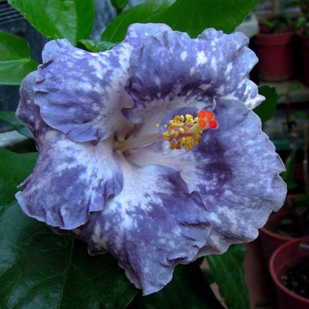 Hibiscus - Linda Lee - 3.50 bucata - HIBISCUS-seminte