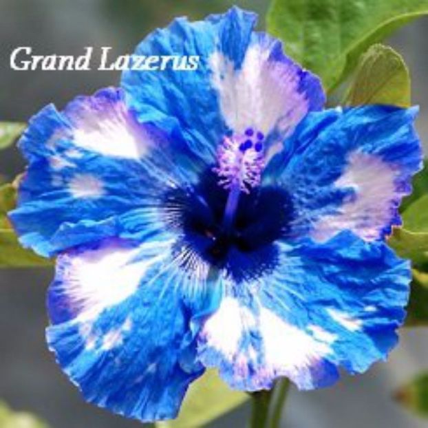 Hibiscus - Grand Lazerus albastru cu albe seminte 3.50 bucata - HIBISCUS-seminte