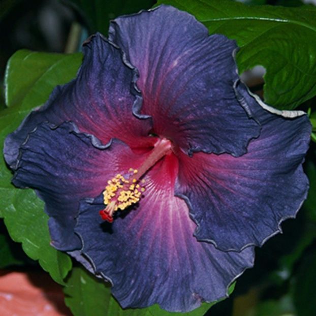 Hibiscus -  Blue Heaven bleomaren cu grena seminte 3.50 bucata - HIBISCUS-seminte
