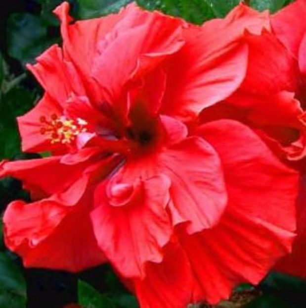 Hibiscus - Rosu- Double Scarlet cu flori mari si batute seminte 3.50 bucata - HIBISCUS-seminte