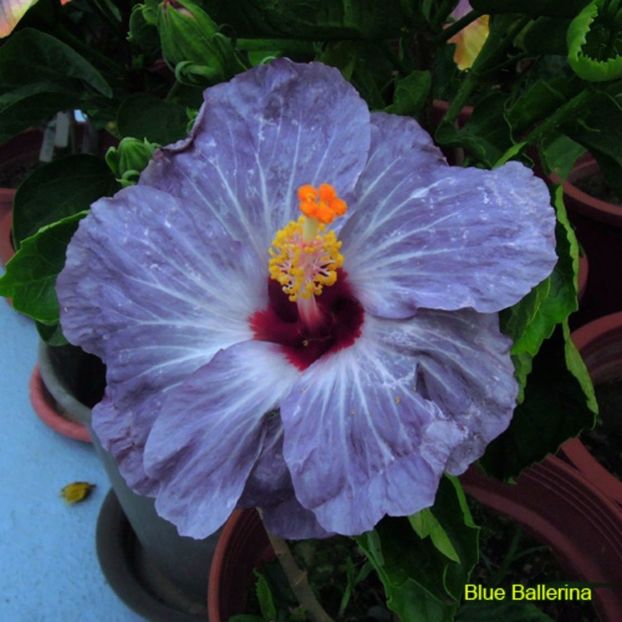 Hibiscus - Blue Ballerina seminte 3.50 bucata - HIBISCUS-seminte
