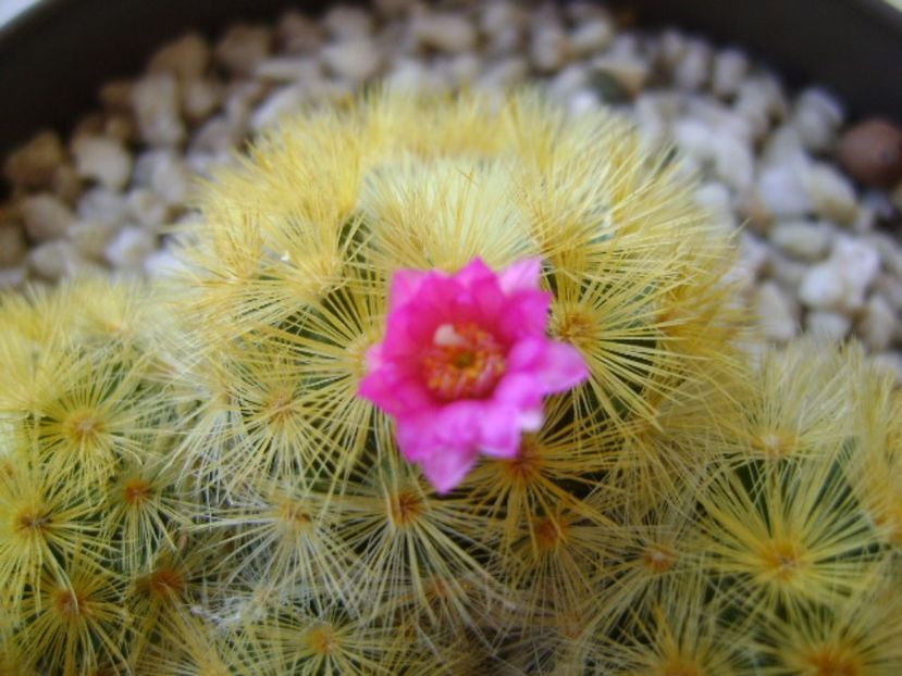 Mammillaria carmenae - Cactusi 2017