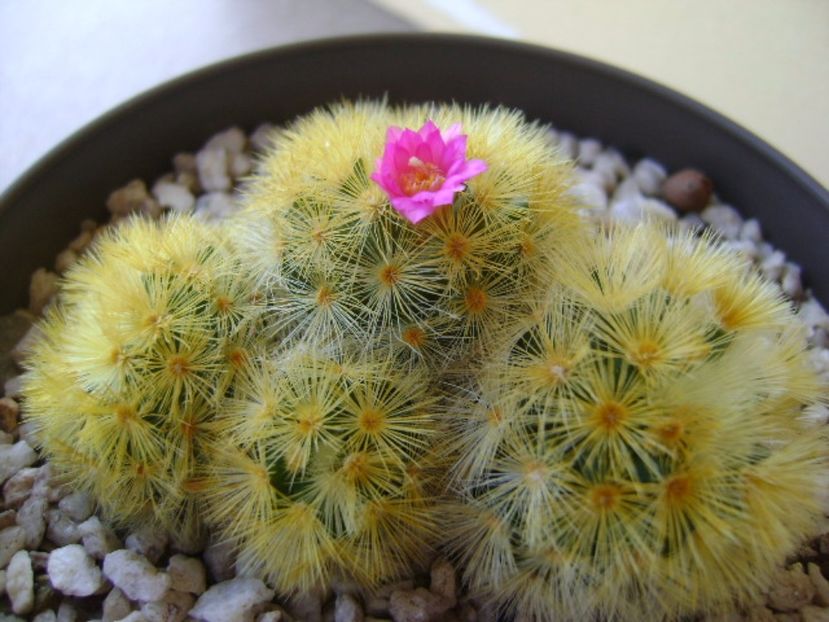 Mammillaria carmenae - Cactusi 2017