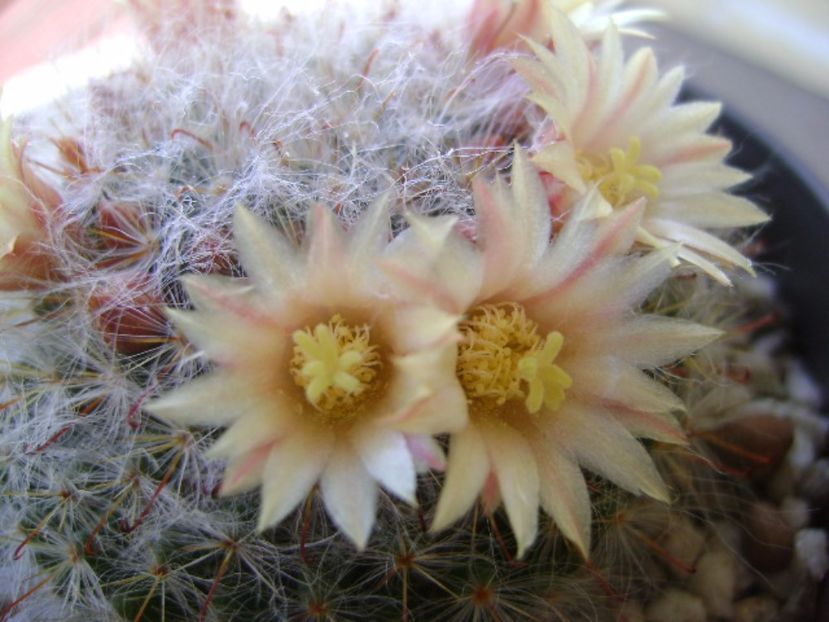 Mammillaria bocasana - Cactusi 2017