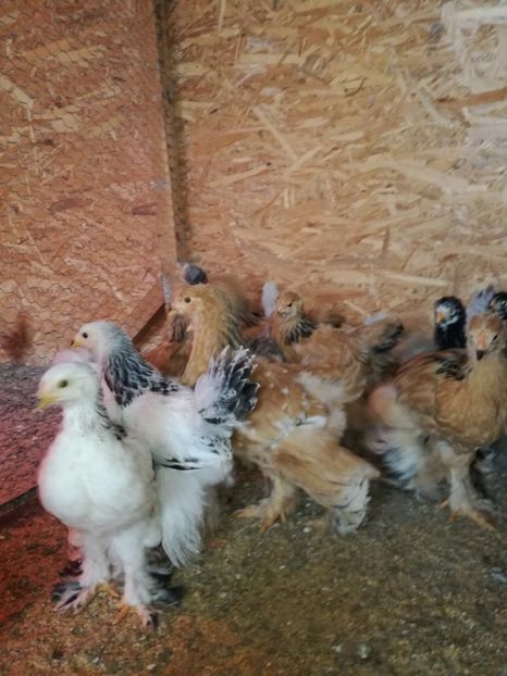  - Pui de brahma si cochinchina urias 2017