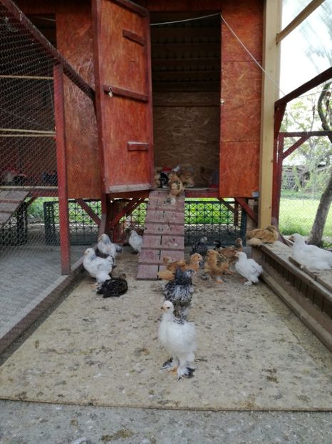  - Pui de brahma si cochinchina urias 2017