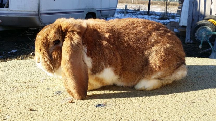 tatal cuibului - CUIB 21 mai 2017