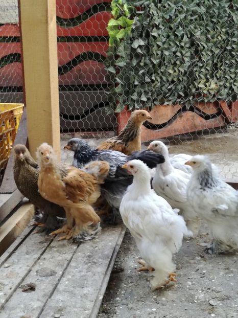  - Pui de brahma si cochinchina urias 2017