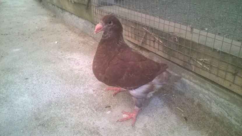  - 6 PUI DE AMERICANI 2017