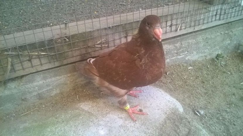  - 6 PUI DE AMERICANI 2017