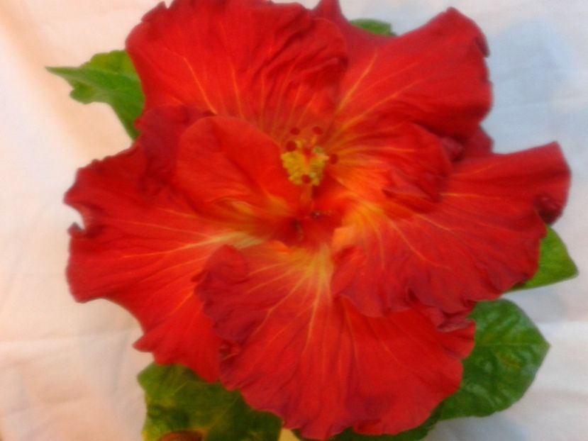 Fotografie0042 - HIBISCUS 2017---2018