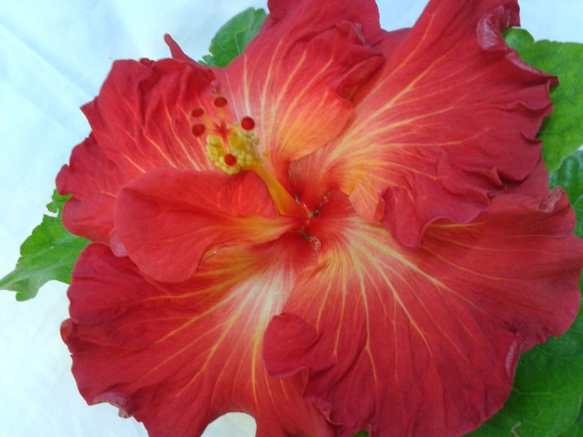 Fotografie0040 - HIBISCUS 2017---2018