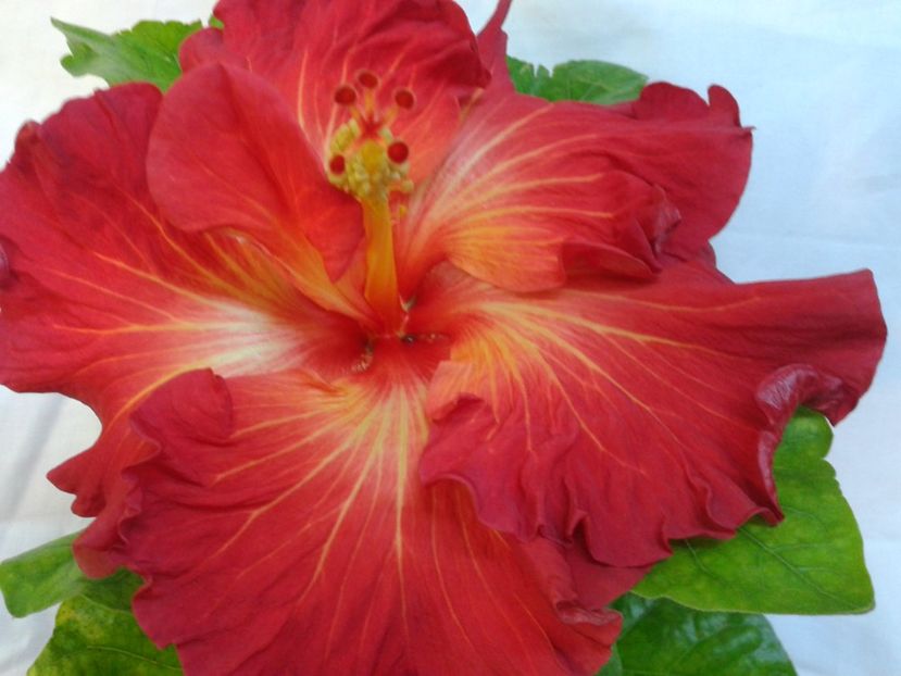 TAH . METEOR - HIBISCUS 2017---2018