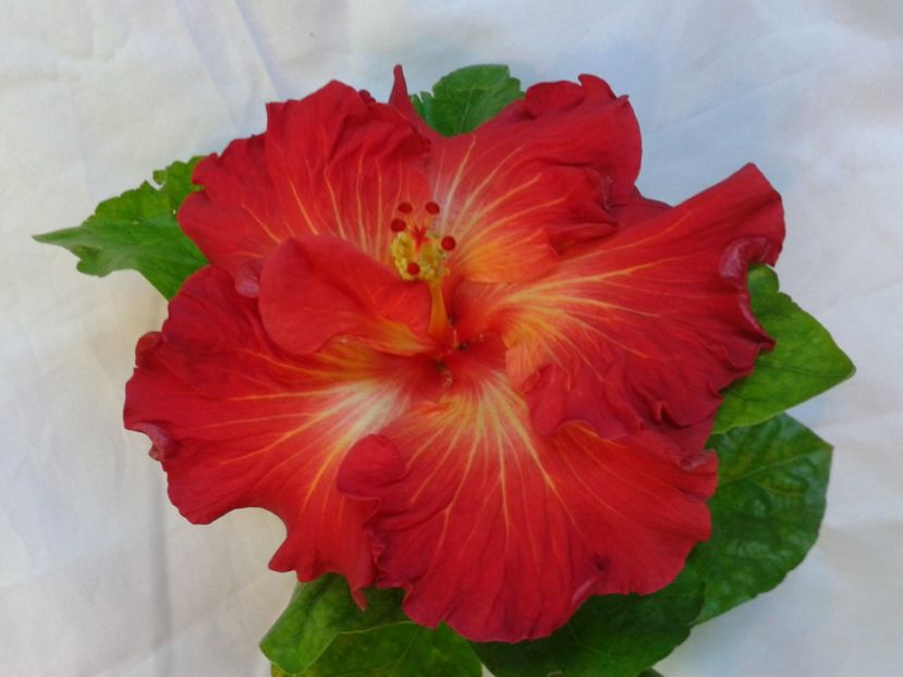 Fotografie0037 - HIBISCUS 2017---2018