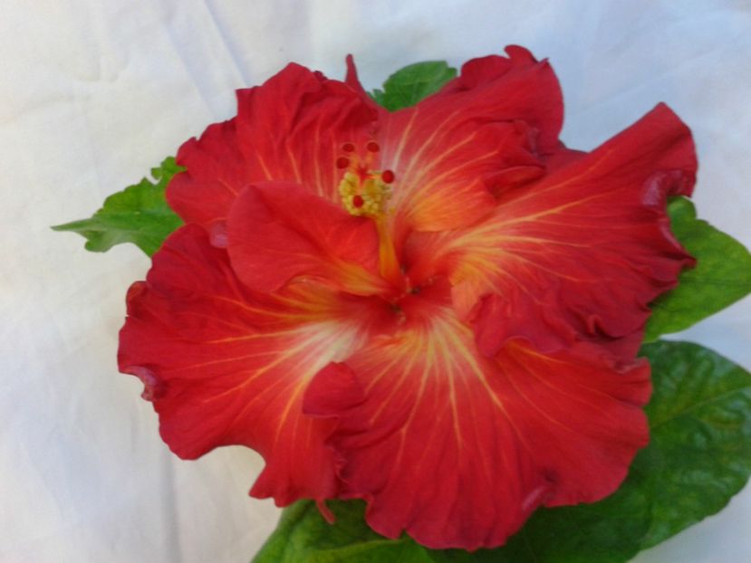 Fotografie0036 - HIBISCUS 2017---2018