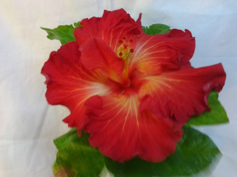 Fotografie0033 - HIBISCUS 2017---2018
