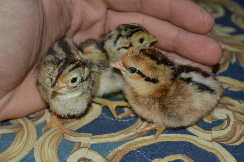 si nu numai - 6 - Diverse