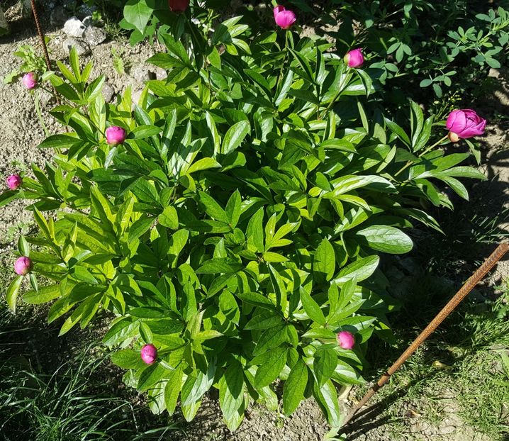2017-05-17 16.21.37 (2) - P--GRADINA MEA