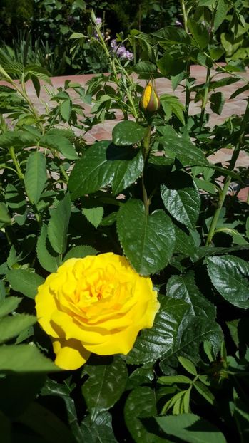2017-05-18 12.12.38 - P--GRADINA MEA