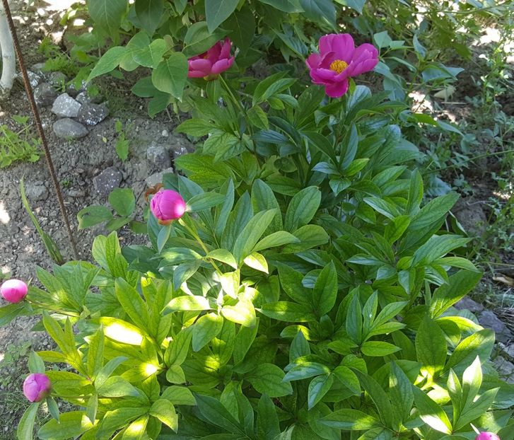 2017-05-18 12.16.54 (2) - P--GRADINA MEA