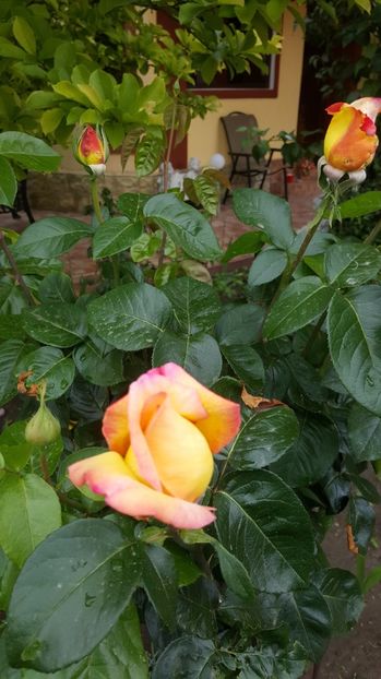 2017-05-22 12.07.25-2 - P--GRADINA MEA