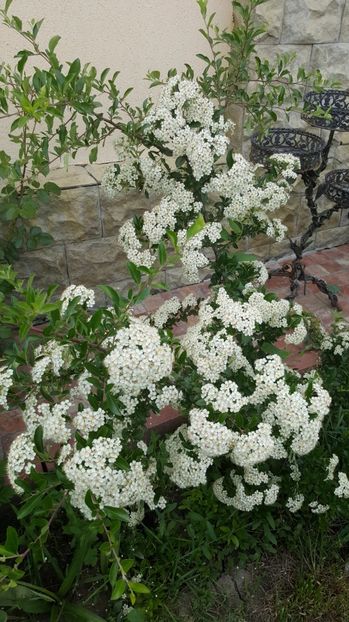 2017-05-22 12.08.41 - P--GRADINA MEA