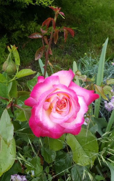 2017-05-22 12.09.15-1 (2) - P--GRADINA MEA