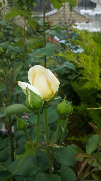 2017-05-22 12.09.25-2 - P--GRADINA MEA