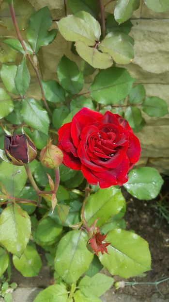 2017-05-22 12.11.29 - P--GRADINA MEA
