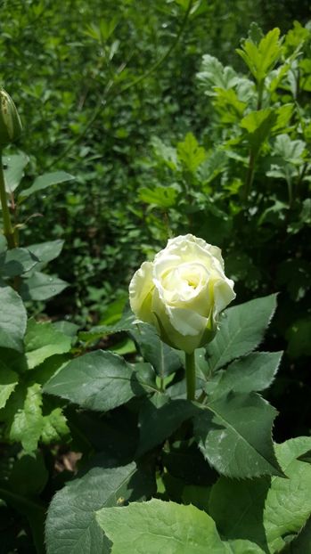 2017-05-22 13.32.47 - P--GRADINA MEA