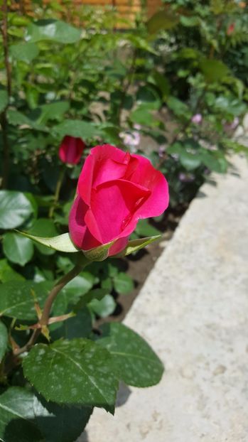 2017-05-22 13.33.46 - P--GRADINA MEA