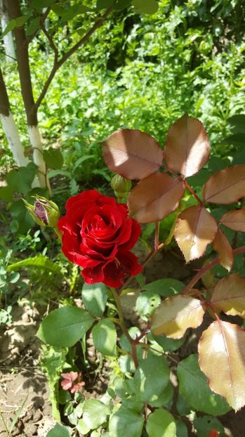 2017-05-22 13.34.09 - P--GRADINA MEA