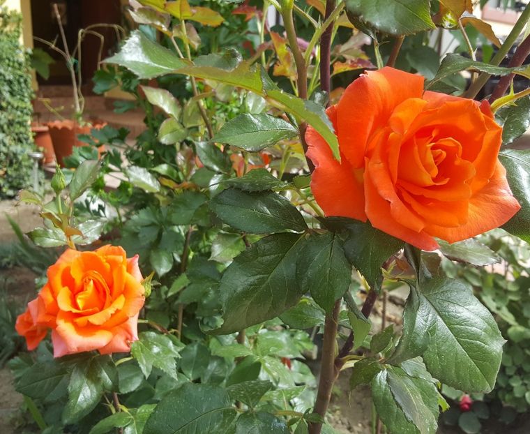 2017-05-24 10.37.23 (2) - P--GRADINA MEA