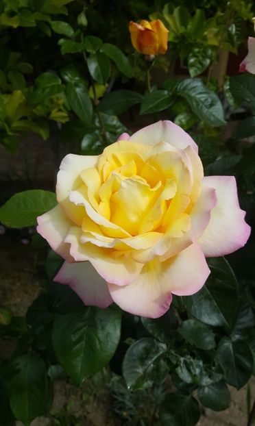 2017-05-24 10.37.50 (2) - P--GRADINA MEA