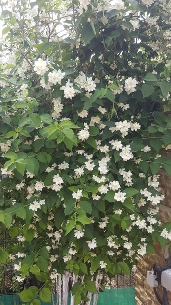 2017-05-24 10.39.33 - P--GRADINA MEA