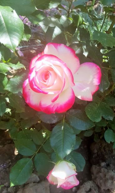 2017-05-24 14.47.42 (3) - P--GRADINA MEA