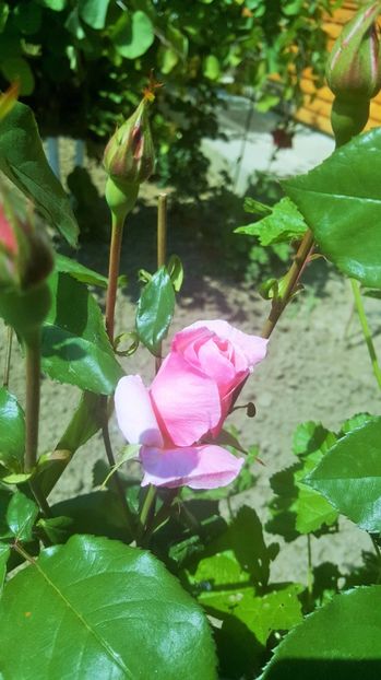 2017-05-24 14.49.26 (2) - P--GRADINA MEA