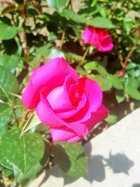 2017-05-24 14.49.53 (3) - P--GRADINA MEA