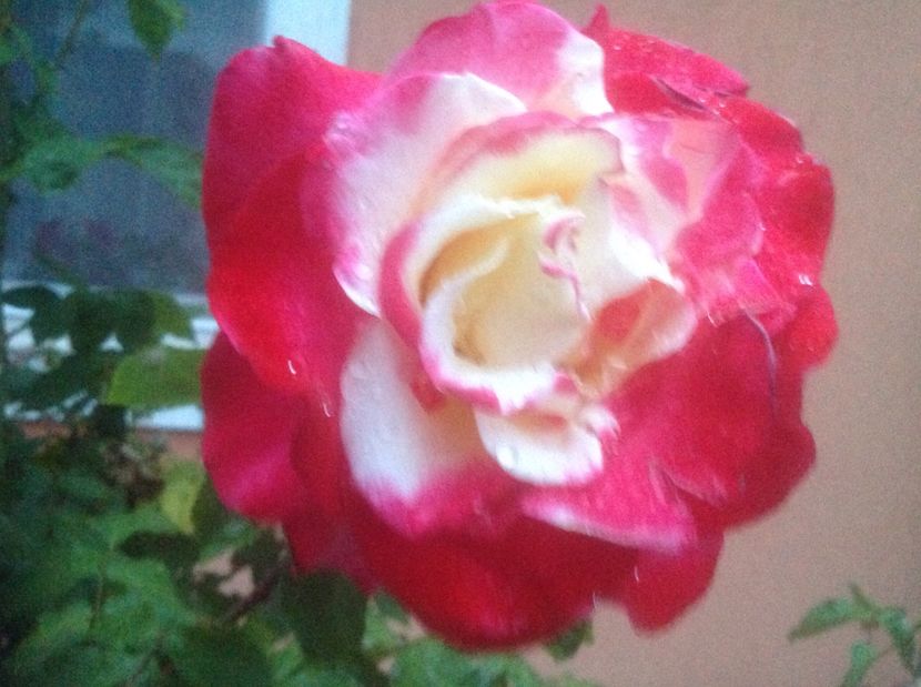  - Trandafiri-vara 2017