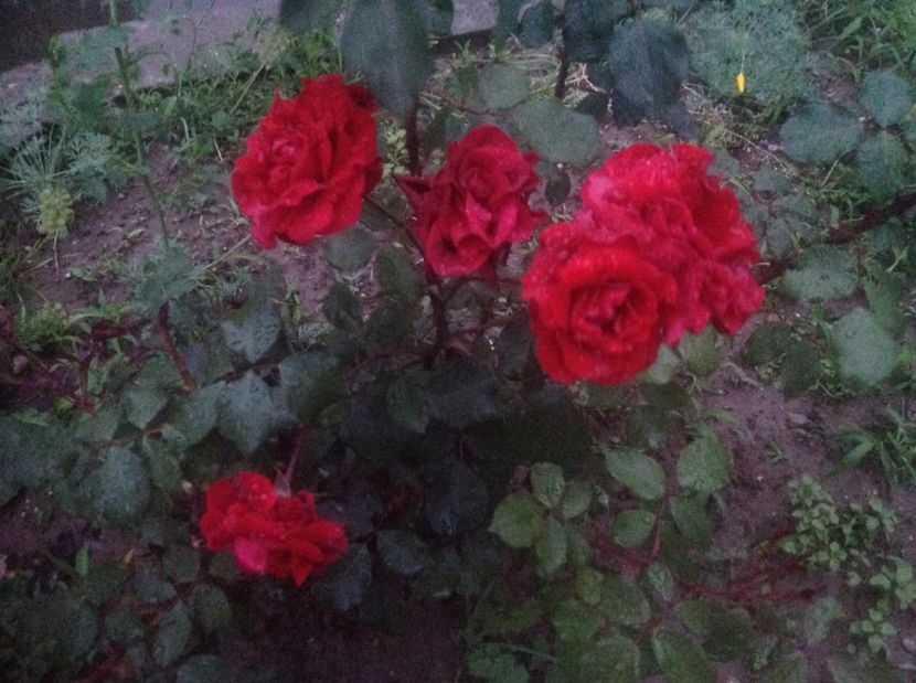  - Trandafiri-vara 2017